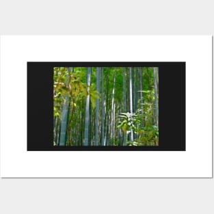 Bamboo Forest Sunlight Posters and Art